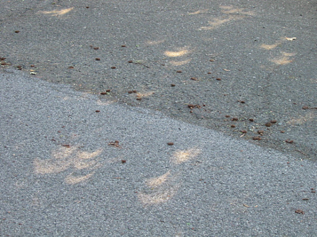 2002-06-10-ground_crescents